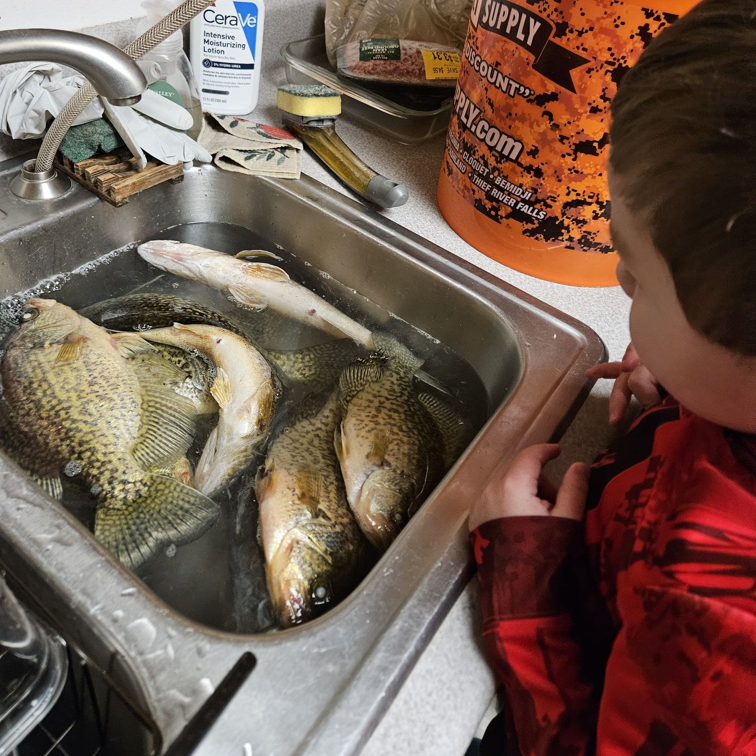 fresh fish in the kitchen sink