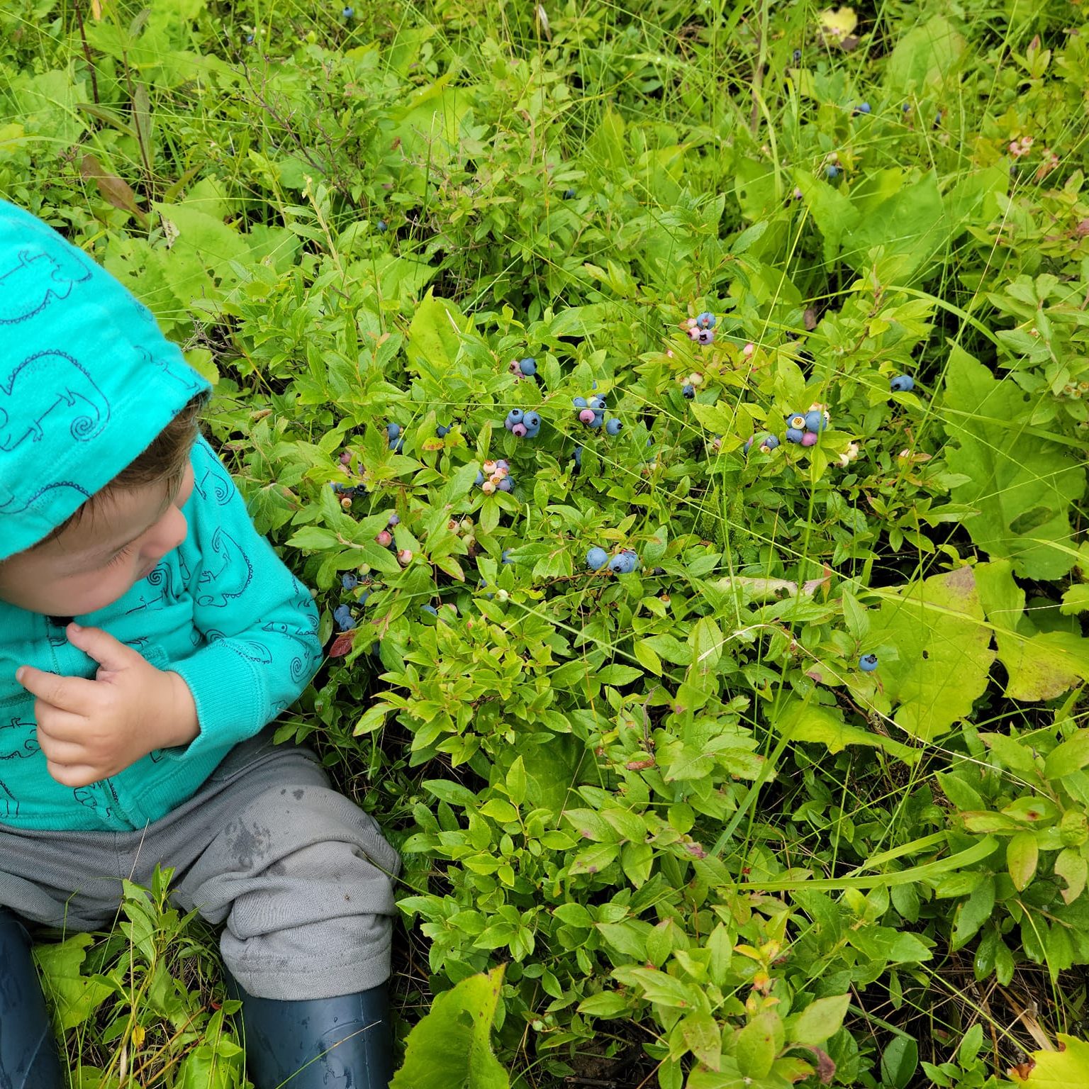 Toddler picking wild blueberries